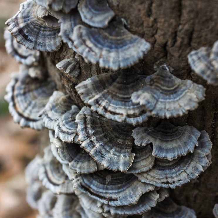Turkey Tail-Improve immune function in people with certain cancers
