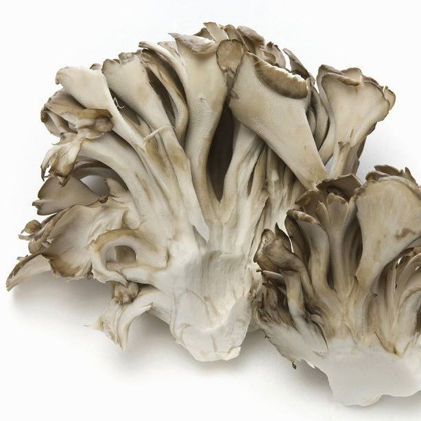 Maitake-Significant anti-cancer function