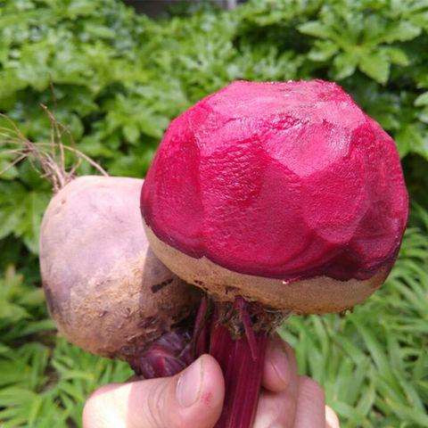 Red Beet Root